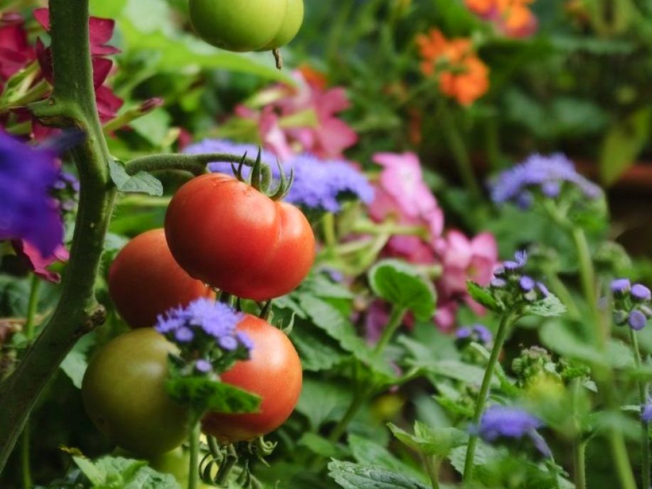 З якими сусідами люблять рости помідори?