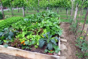 Багаторічна зелень в саду — конвеєр вітамінів без будь-якого догляду