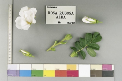 Троянда ругоза Альба ( R.rugosa Alba)
