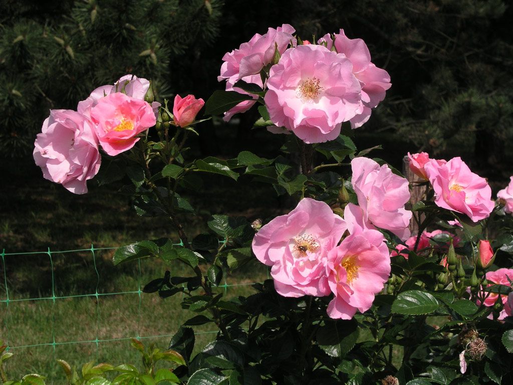 Троянда ругоза Pink Robusta (Kordes, 1986)
