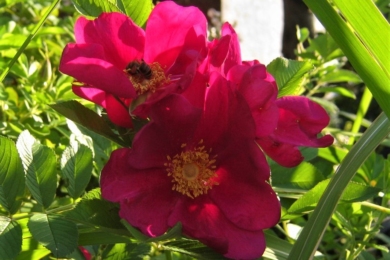 Троянда ругоза Ann Endt