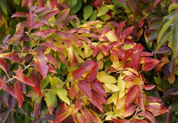 Червоно-жовте листя форзиції восени, фото