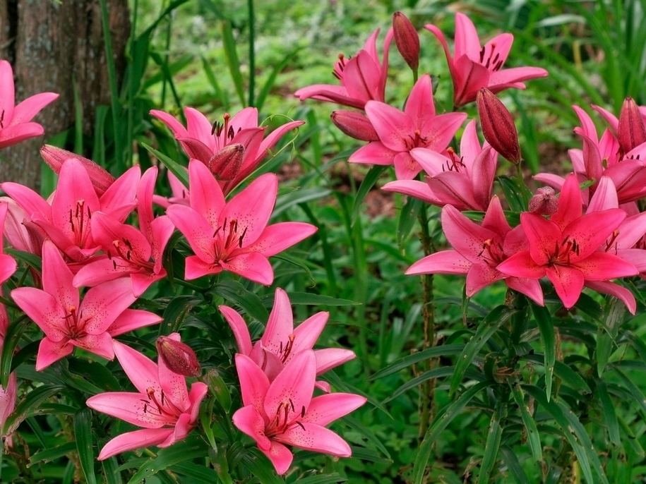 Лілії (Lilium) в саду можуть створити ефект вибуху кольору