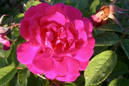 Троянда Parfum de L’Hay 