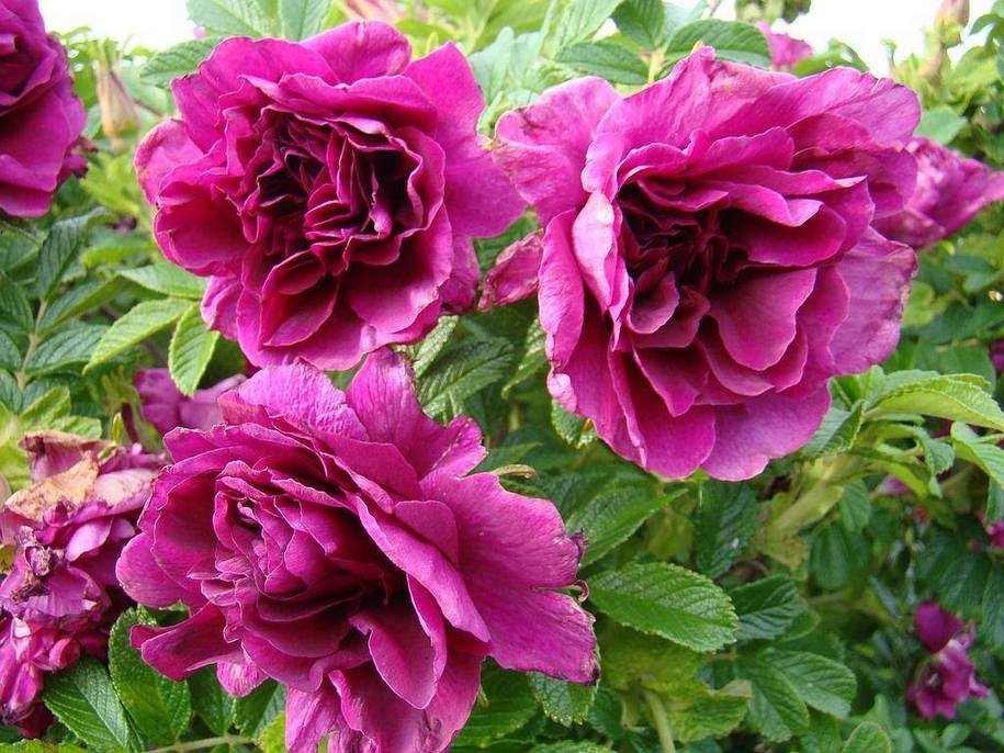 Троянда Roseraie de l'Hay