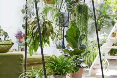 Багатоярусні стенди для кімнатних рослин