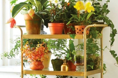 Багатоярусні стенди для кімнатних рослин