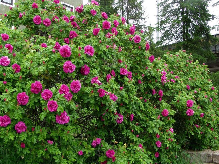 Троянди «Розре де л'Ей» та «Парфум де л'Ей» — ароматна спадщина світу ругоз