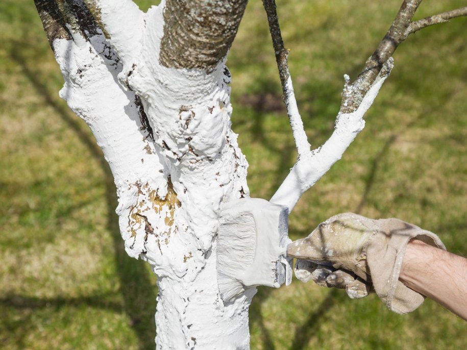 Перший крок для надійного захисту дерев — весняна побілка
