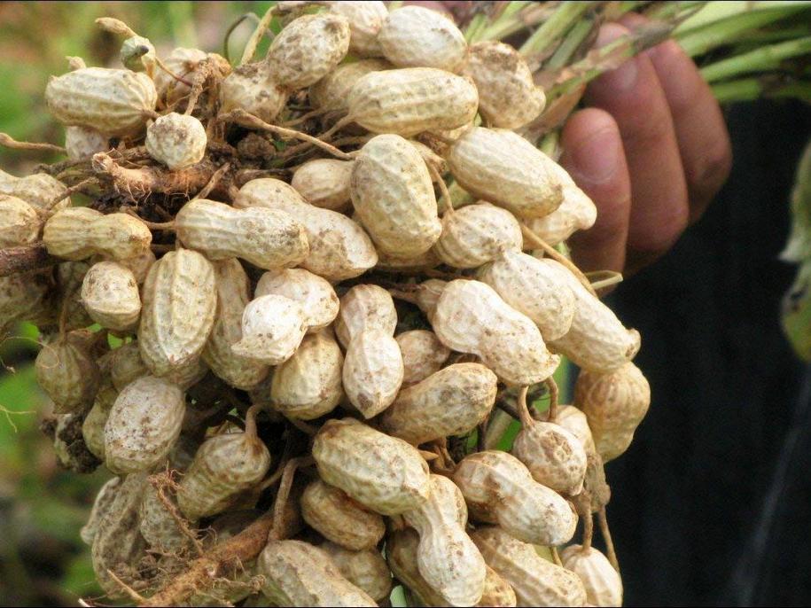 Прості правила вирощування арахісу на грядках