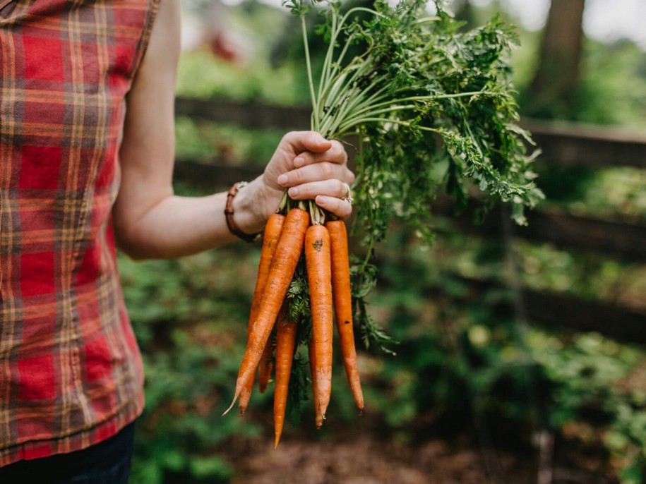 Морква — правила вирощування від посіву до врожаю
