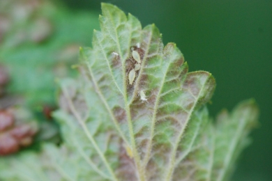 Галова попелиця, або червона листова попелиця (Cryptomyzus ribis)