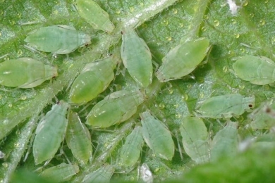 Велика смородинова попелиця (Hyperomyzus lactucae)