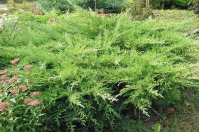 Ялівець козацький «Рокері Джем» (Juniperus sabina Rockery Gem)