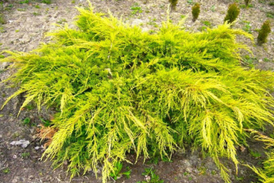 Ялівець середній, чи Пфітцера «Голд Кіссен» (Juniperus x pfitzeriana Gold Kissen)