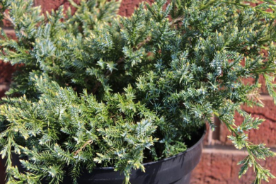 Ялівець лускатий «Хольгер» (Juniperus squamata Holger)
