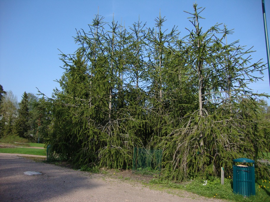 Ялина звичайна «Віргата» (Picea abies Virgata)