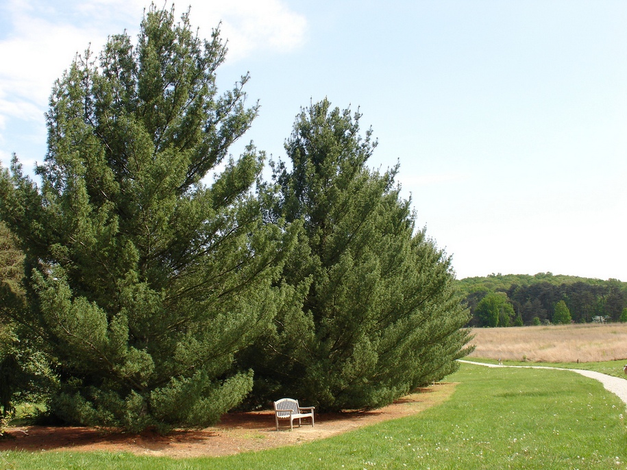 Сосна веймутова «Торулоза» (Pinus strobus Torulosa)