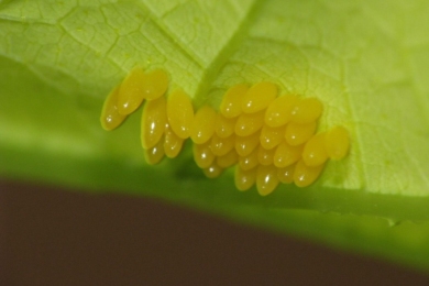 Яйцекладка капустяної білянки