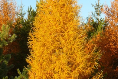 Восени модрина, як і всі листопадні дерева, перефарбовується у жовтий колір