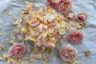 Пелюстки на трояндовий сироп постачає завжди щедрий «Абрахам Дербі»