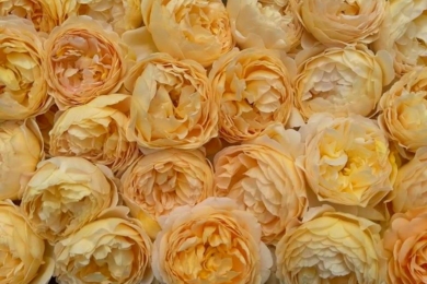 Приготування смакоти з троянд завжди супроводжується шаленими емоціями у супроводі буйної фантазії й красивих реквізитів