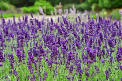 Лаванда широколиста, або колоскова (Lavandula latifolia, spike lavender)