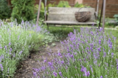 Лаванда лікарська, вузьколиста, або англійська (Lavandula angustifolia, Lavandula officinalis)