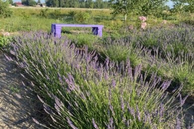 Лавандин, або лаванда гібридна (Lavandula x intermedia, Lavandula hybrida)