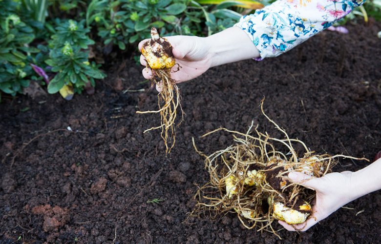 Садити лілії можна одразу після викопування цибулин, або наступної весни