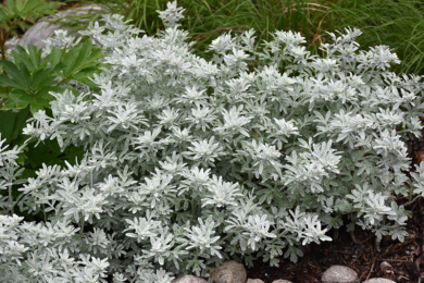 Полин Стеллера (Artemisia stelleriana
