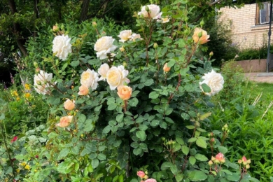 Англійська троянда «Крокус Роуз» на штамбі