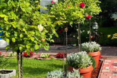 Алея з горщикових штамбовових троянд родини Бітківських сяє на всю Західну Україну
