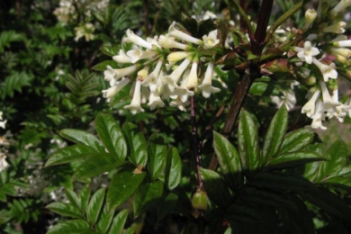 Бузок перистий (Syringa pinnatifolia)
