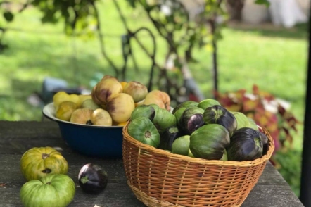 Рятуємо томати від фітофтори – знімаємо недозрілі плоди