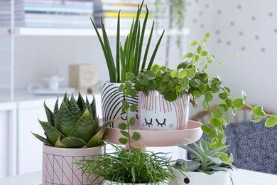 Кімнатні рослини на столі