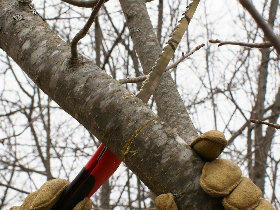 Спилювання гілки дерева
