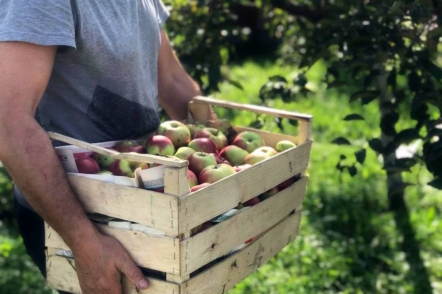Коли збирати яблука і як зберігати врожай?