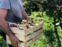 Посівний календар на червень 2025