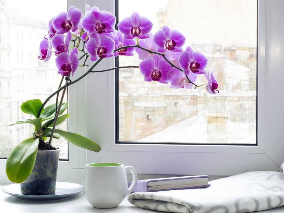 6 загальних порад по догляду за орхідеями