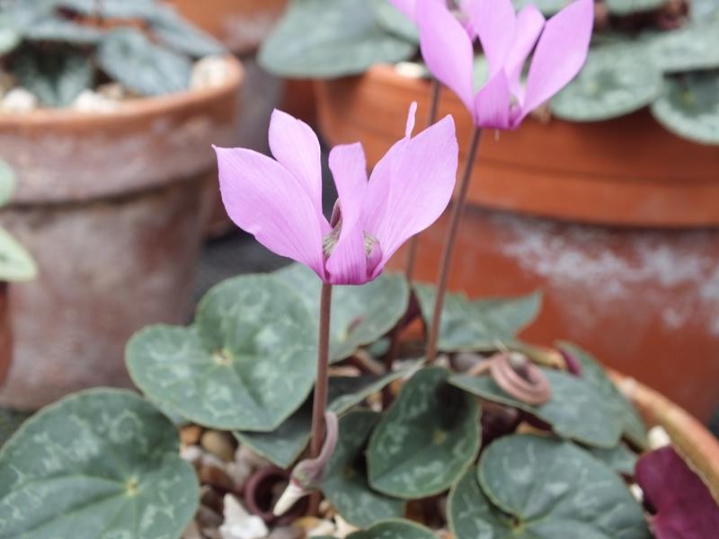 Цикламен європейський, або пурпуровий (Cyclamen europaeum, Cyclamen purpurascens) цвіте, коли у персидського період спокою
