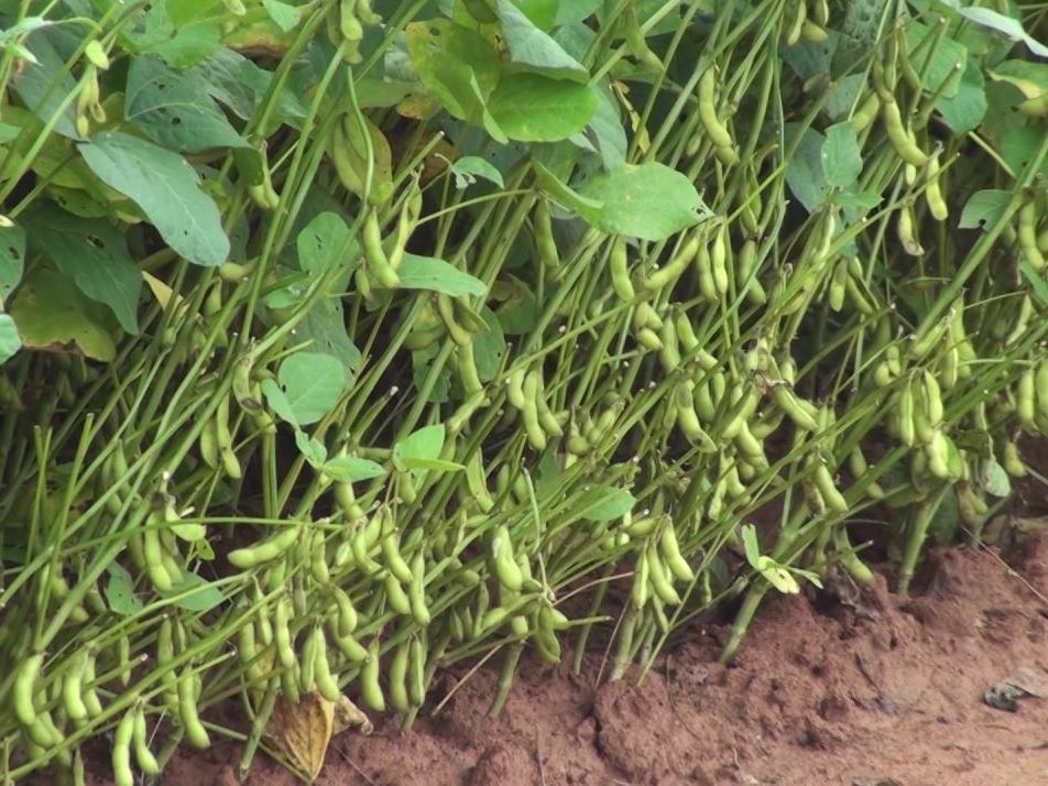 Квасолю можна вирощувати не тільки заради врожаю бобів, але й як сидерат чи рослину-заповнювач пустих ділянок