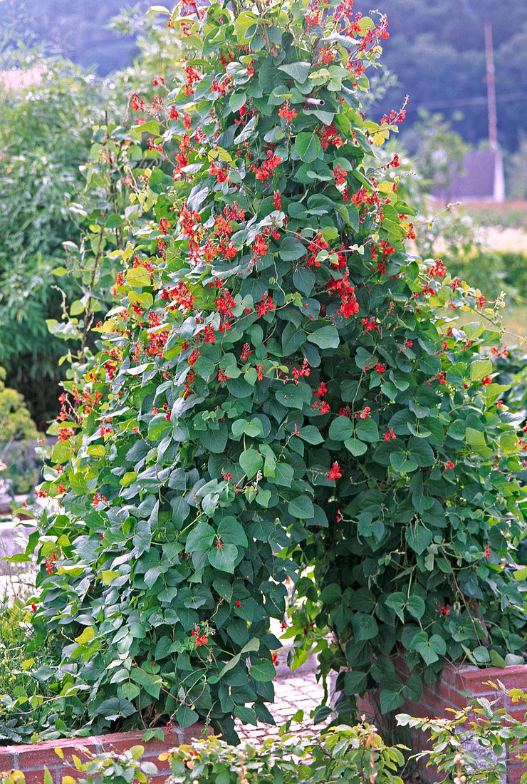 Квасолю вогняно-червону, або Турецькі боби (Phaseolus coccineus) вирощують здебільшого як декоративну рослину, хоча вона також дає плоди