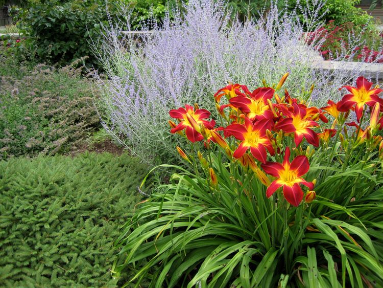 Лілійники — багаторічні квіти, які можуть рости в саду самі по собі, без догляду