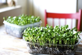 Як вирощувати мікрозелень в домашніх умовах?