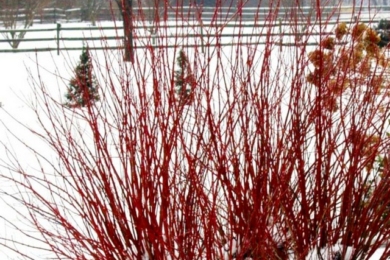 Червоні гілки дерена взимку