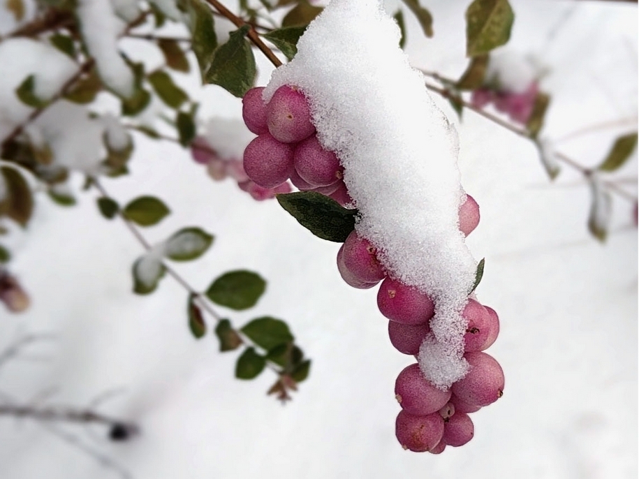 Плоди сніжноягідника в зимовому саду