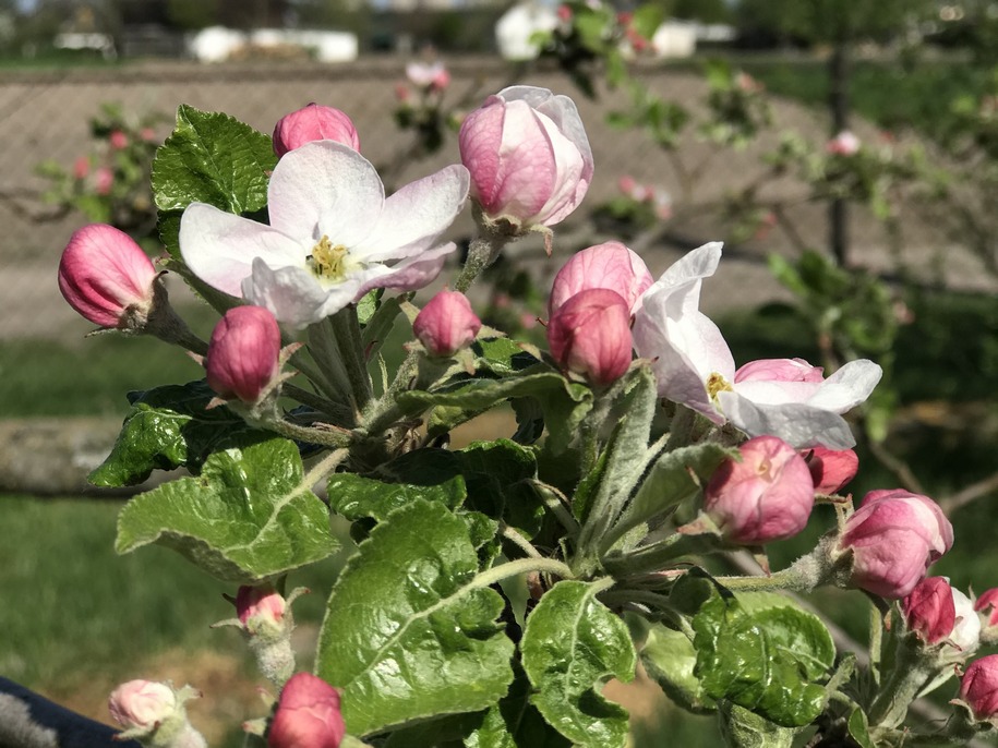 Гілка яблуні в квітках