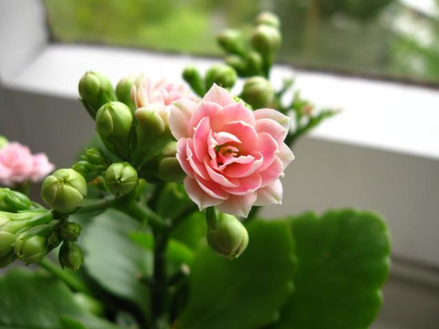 Каланхое Блоссфельда з рожевими квітами