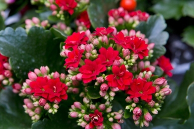 Каланхое Блоссфельда з червоними квітками
